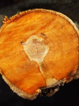 Close-up of a fresh trunk of a cut apple tree. Sawed trunk macro.