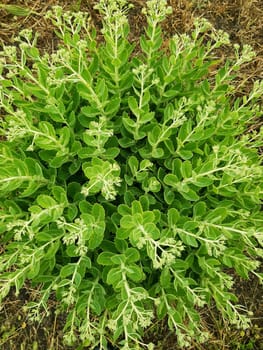 Green leaves of the bush in summer against the background of dry grass top view.