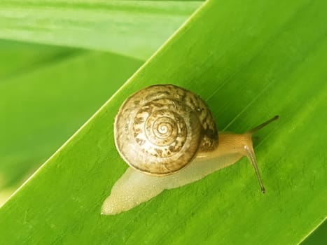 Snail on a leaf of cockerel flower after rain close up.