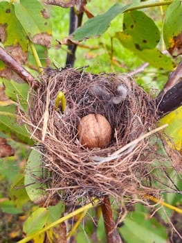 Walnut in a bird's nest on a tree against a background of greenery.