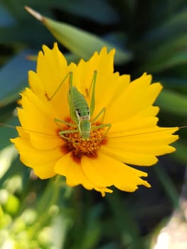 Grasshopper feeding on the pollen of a yellow coreopsis flower close-up.