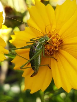 Grasshopper feeding on the pollen of a yellow coreopsis flower close-up.