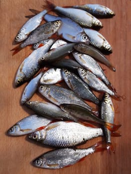 Fish roach and goby after fishing on the table close-up.