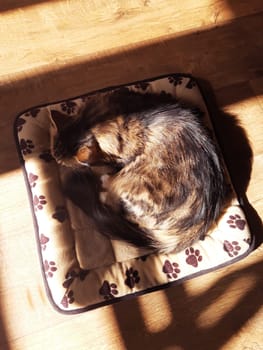 The cat sleeps on his rug on a spring sunny day.