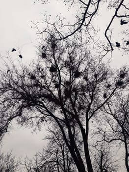 Crows fly out of their nests in the park on a spring afternoon.