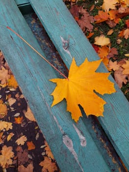 Yellow maple leaf on a wooden bench in a city park close-up.