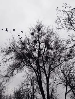 Crows fly out of their nests in the park on a spring afternoon.