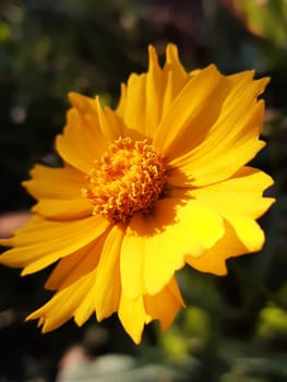 Close-up of a coreopsis flower on a green background on a summer morning in a garden.