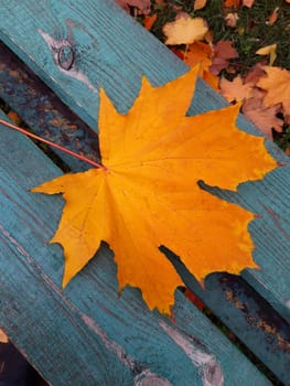 Yellow maple leaf on a wooden bench in a city park close-up.