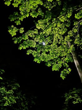 Green spring chestnuts on a night street in the city center.