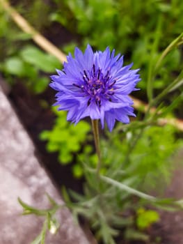 Blue cornflower flower on a background of green grass close-up.