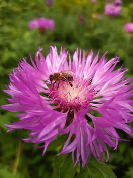 A bee on a cornflower flower close-up against the background of greenery in the morning in the park.