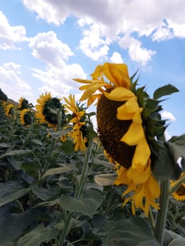 Young sunflowers in a spring field against a blue sky.