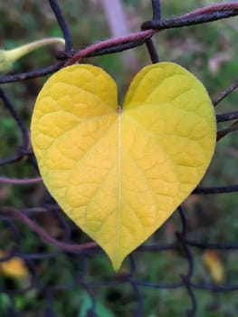 Yellow leaf in the form of a heart on a metal grid close-up. 