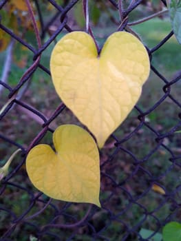 Yellow leaves in the form of a heart on a metal grid close-up.