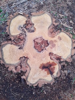 A cut of a tree in a city park close-up.Wood saw cut.