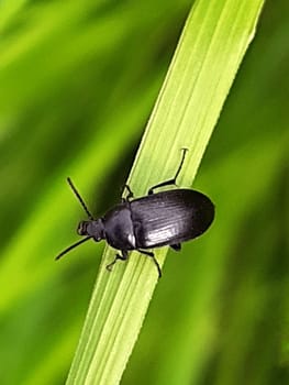 Black beetle among spring green foliage close-up.