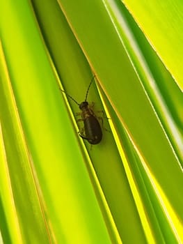 Black beetle among spring green foliage close-up.