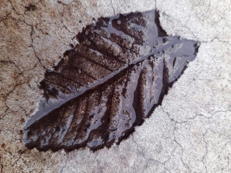 The imprint of a fallen autumn leaf on wet concrete close-up.