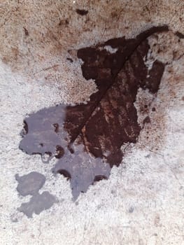 The imprint of a fallen autumn leaf on wet concrete close-up.