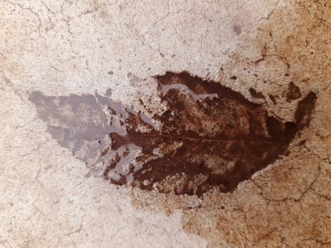 The imprint of a fallen autumn leaf on wet concrete close-up.