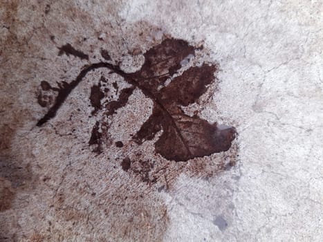 The imprint of a fallen autumn leaf on wet concrete close-up.