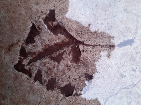 The imprint of a fallen autumn leaf on wet concrete close-up.