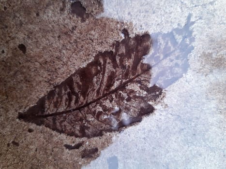 The imprint of a fallen autumn leaf on wet concrete close-up.