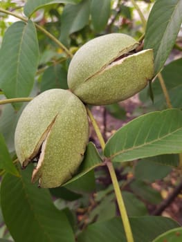 Walnut in an opened green shell on a tree close up.