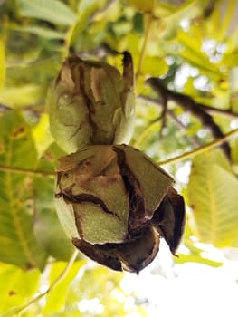 Walnut in an opened green shell on a tree close up.