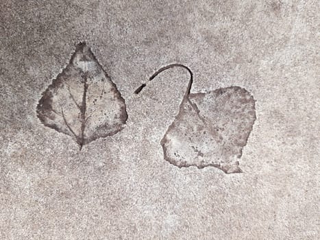 The imprint of a fallen autumn leaf on concrete close-up.