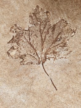 The imprint of a fallen autumn leaf on concrete close-up.