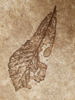 The imprint of a fallen autumn leaf on concrete close-up.