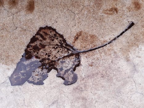 The imprint of a fallen autumn leaf on concrete close-up.