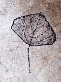 The imprint of a fallen autumn leaf on concrete close-up.