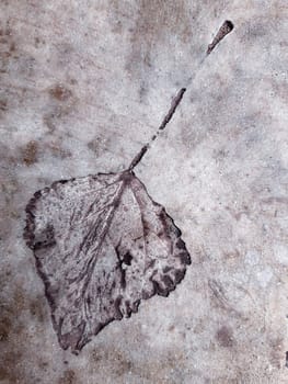 The imprint of a fallen autumn leaf on concrete close-up.