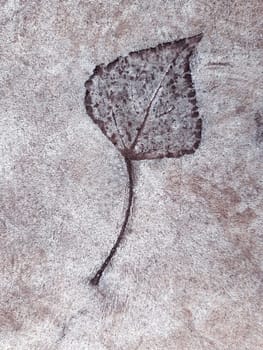 The imprint of a fallen autumn leaf on concrete close-up.