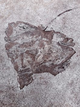 The imprint of a fallen autumn leaf on concrete close-up.