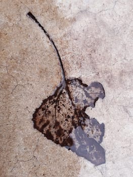 The imprint of a fallen autumn leaf on concrete close-up.