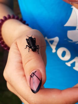 Field cricket close-up view of orthoptera specimens from the cricket family on the hand.