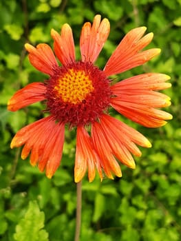 Red flower Gaillardia close-up after rain against the background of greenery.