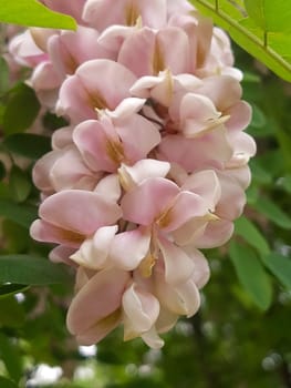 Pink flowers of robinia pseudoacacia in spring against the background of leaves close-up.