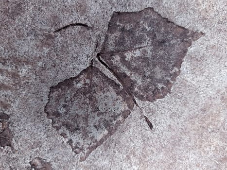 The imprint of a fallen autumn leaf on concrete close-up.