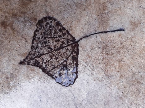 The imprint of a fallen autumn leaf on concrete close-up.