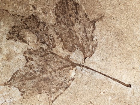 The imprint of a fallen autumn leaf on concrete close-up.