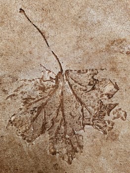 The imprint of a fallen autumn leaf on concrete close-up.