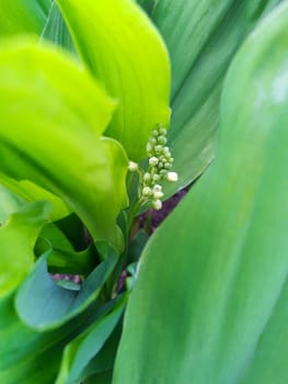 Delicate white lily of the valley flower on a background of leaves close-up.