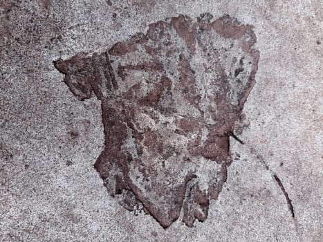 The imprint of a fallen autumn leaf on concrete close-up.