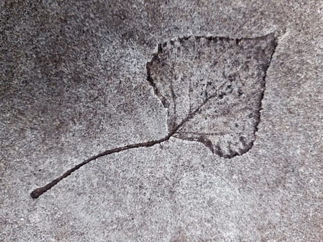 The imprint of a fallen autumn leaf on concrete close-up.