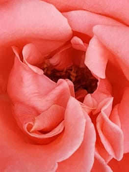 Beautiful petals of a tea rose in a bud close-up.